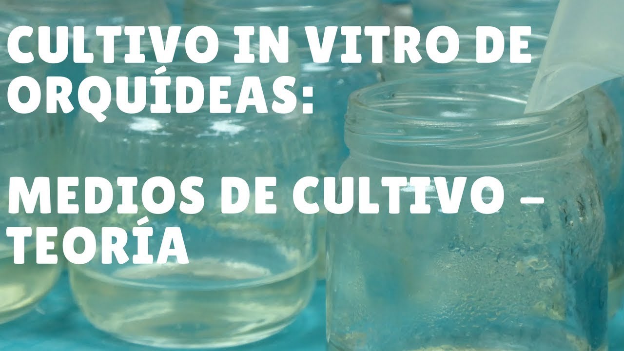 Cultivo In vitro de Orquídeas #4: Medios de Cultivo - Teoría