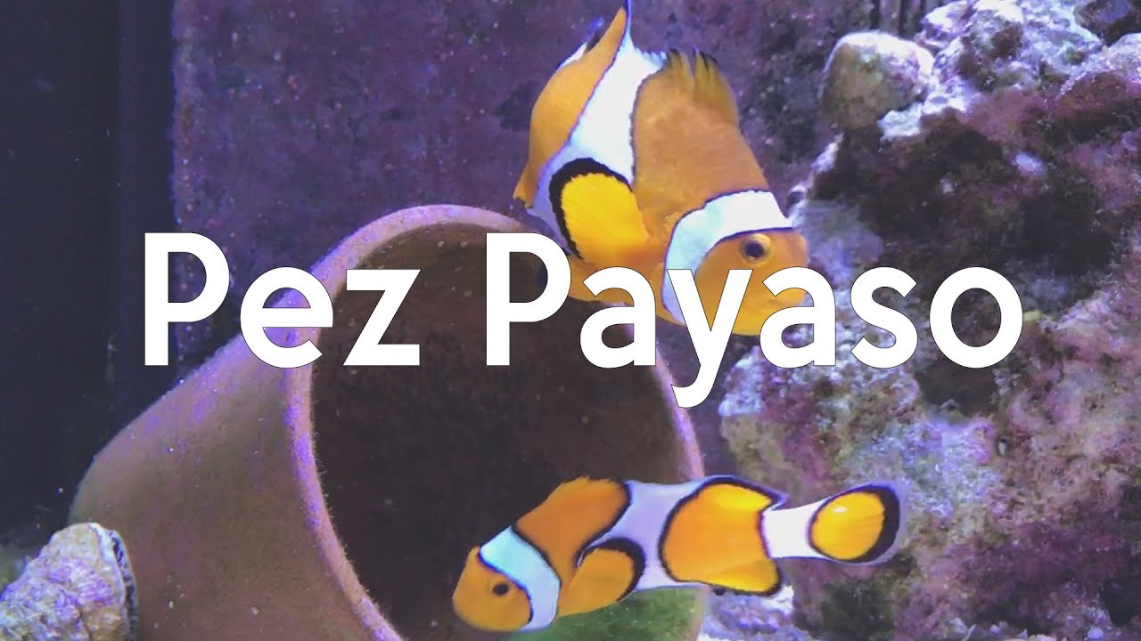 Cuidados del pez payaso - Cuidando a Nemo | AcuaTV