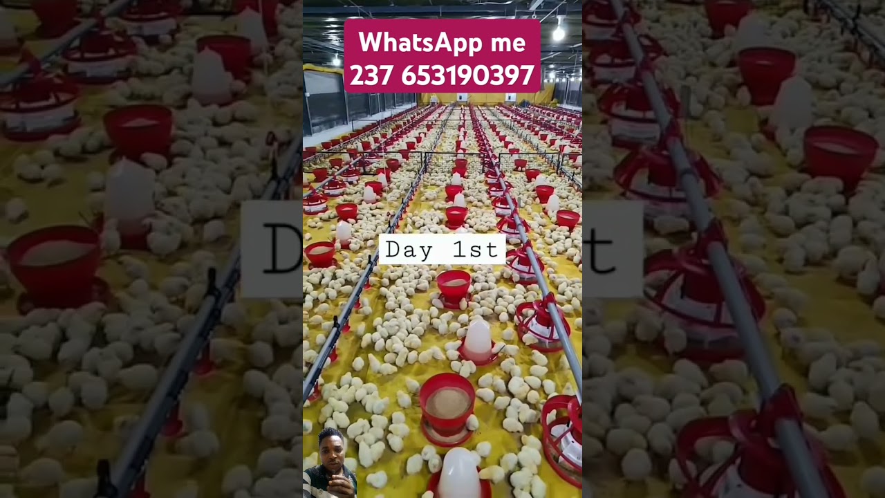 237 653 190 397#chicken #chicks #egg #birds  #chickenfarm #livestockfarm #poultryfarm #satisfying