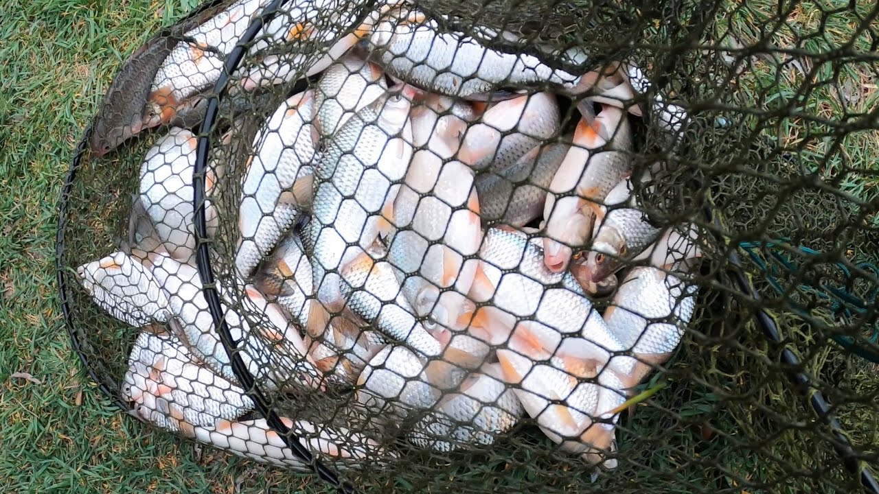 Pește după pește așa cum orice pescar îşi dorește 🐟 O partidă memorabilă pe canalul Dunăvăț 🐟