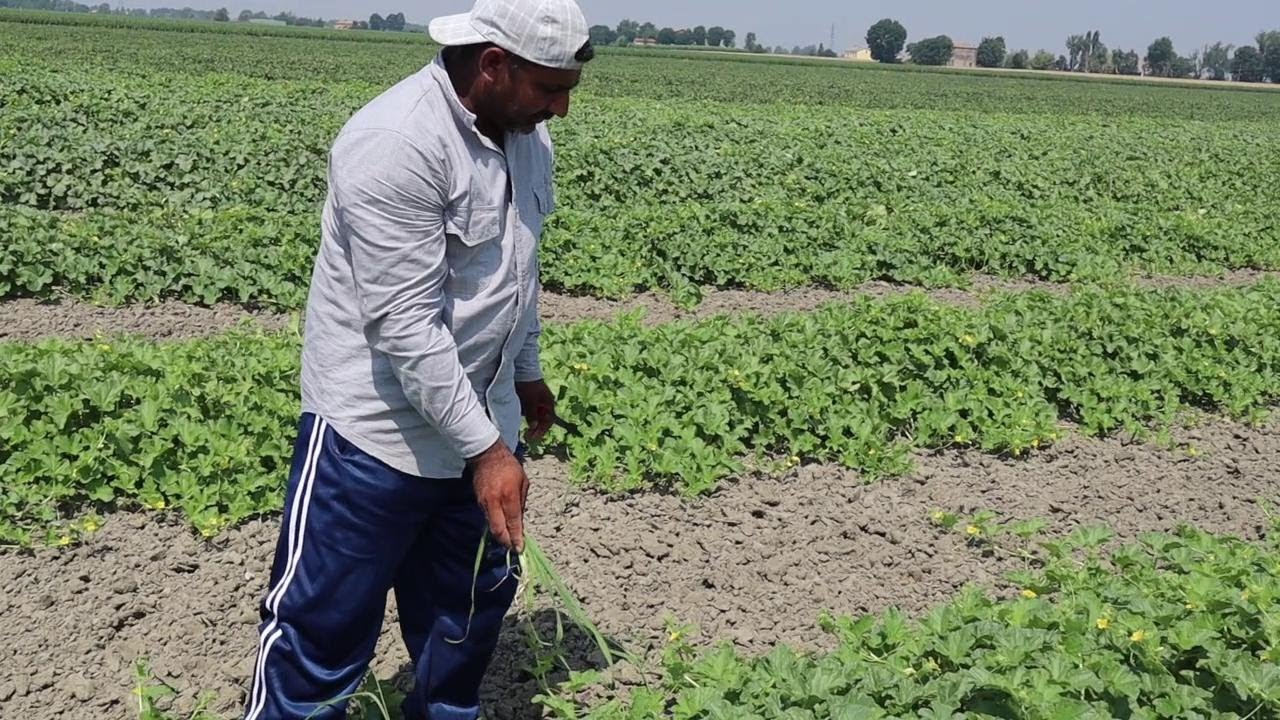 Nella Bassa dove si raccolgono i meloni a 40 gradi