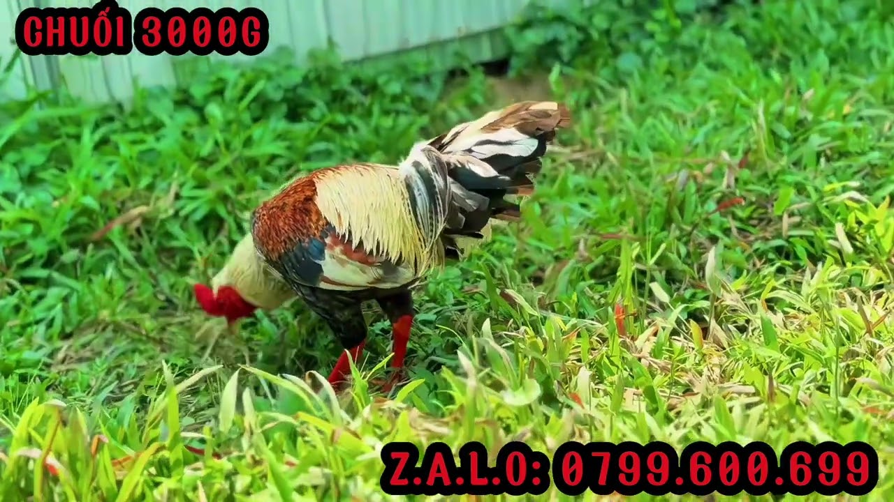 TG - Trần Cường. #top 3 Giỏi (1/2). Đại Liên Hoàng Giáp. ALO 0799.600.699