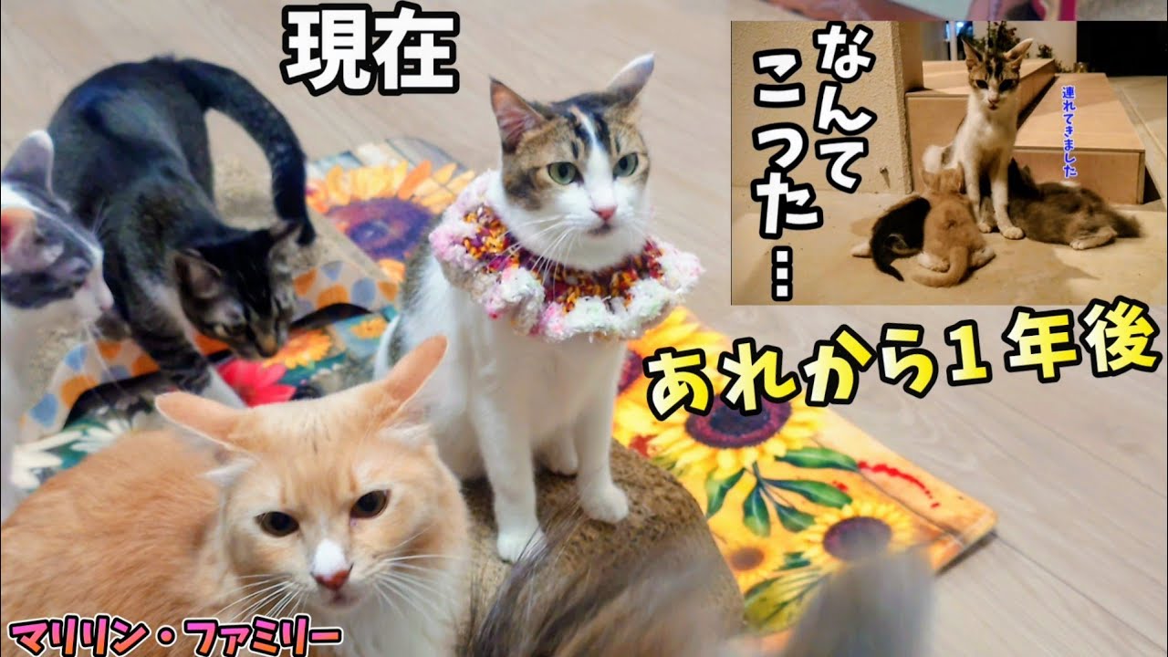 「なんてこった⋯」から1年後  現在の猫達の様子
