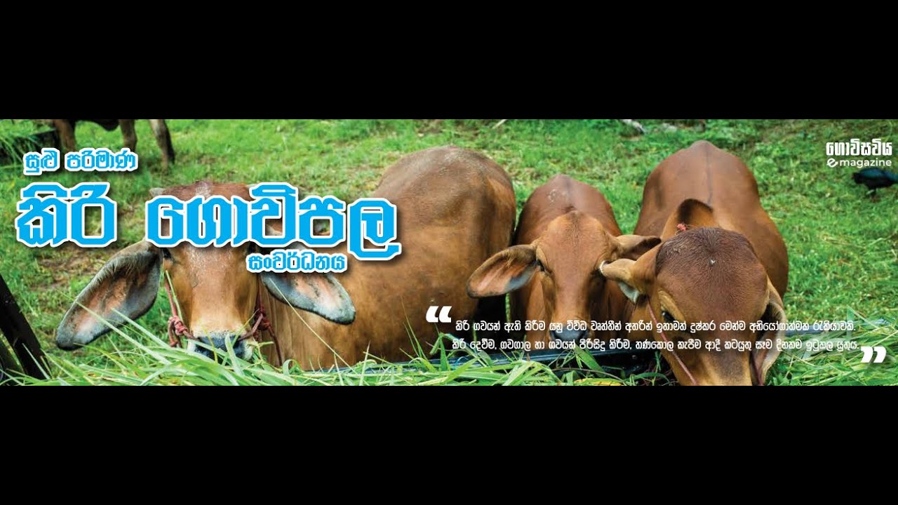 සුළු පරිමාණ කිරි ගොවිපලක් ආරම්භ කරමු.