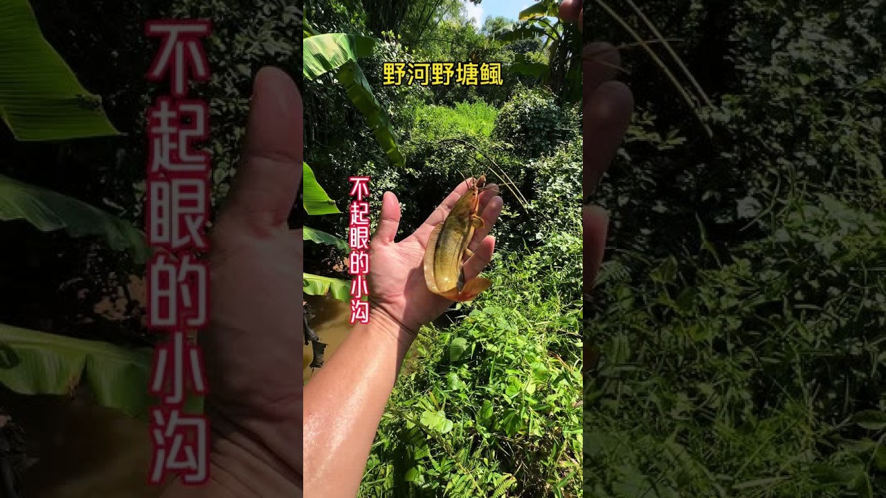#野钓 不起眼的小河无鳞鱼接连上 要不是老挂地我还真不想回去#户外野钓#塘角鱼