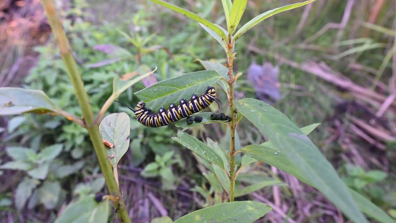 Tamias striatus -call, Vasates aceriscrumena, Phidippus audax, Thamnophis sirtalis, Danaus plexippus