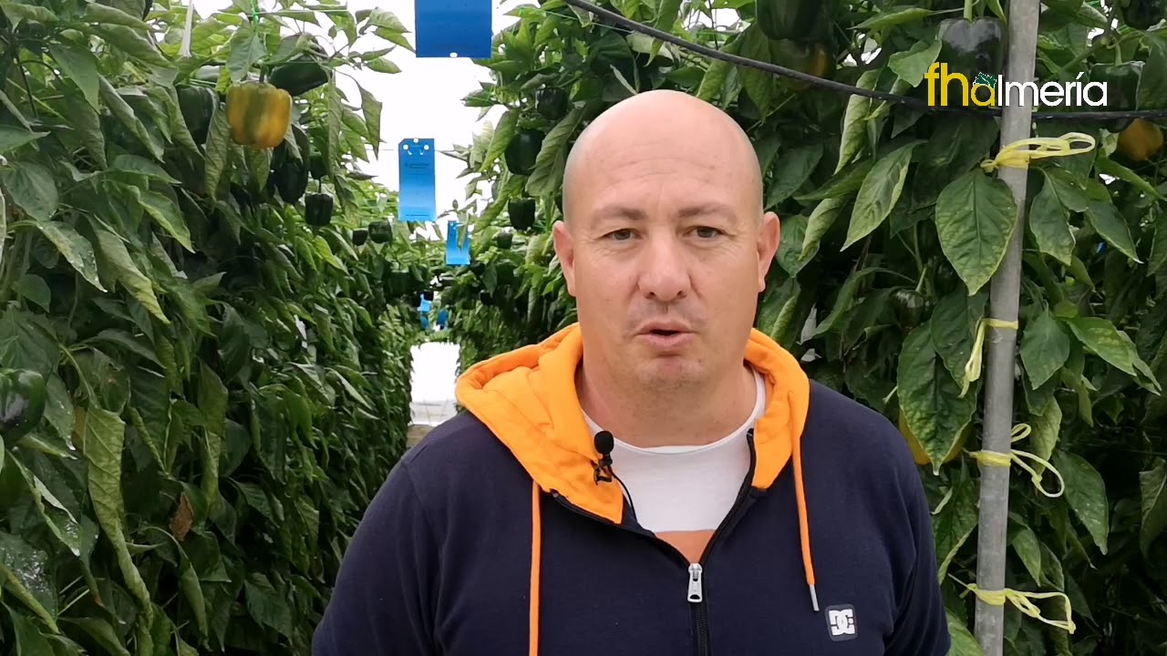 Agricultor Francisco Vargas cuenta sobre Eglantine, California amarillo de Vimorin-Mikado