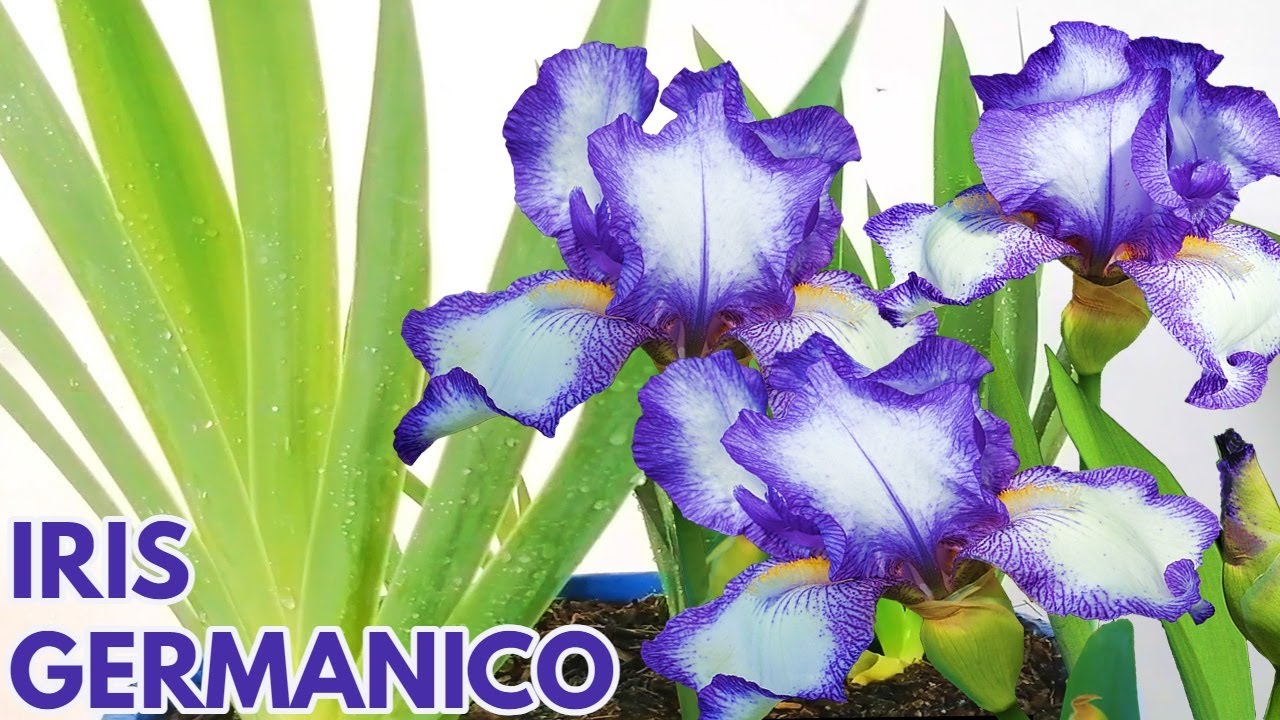 iris germanico cuidados CHUYITO JARDINERO