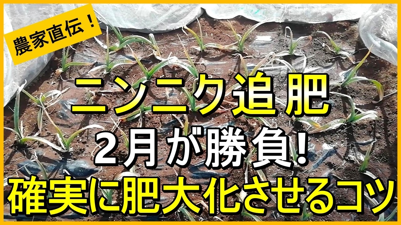 【にんにく栽培】肥大化を助ける2回目の追肥などについて解説【有機農家直伝！無農薬で育てる家庭菜園】 26/2/10