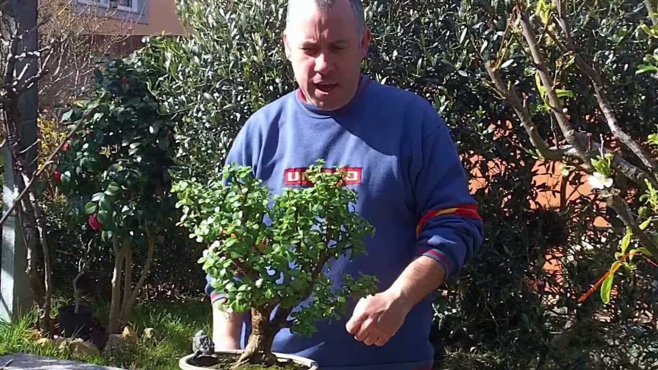 Bonsai Portulacaria afra formación y cuidados 20 marzo 2013