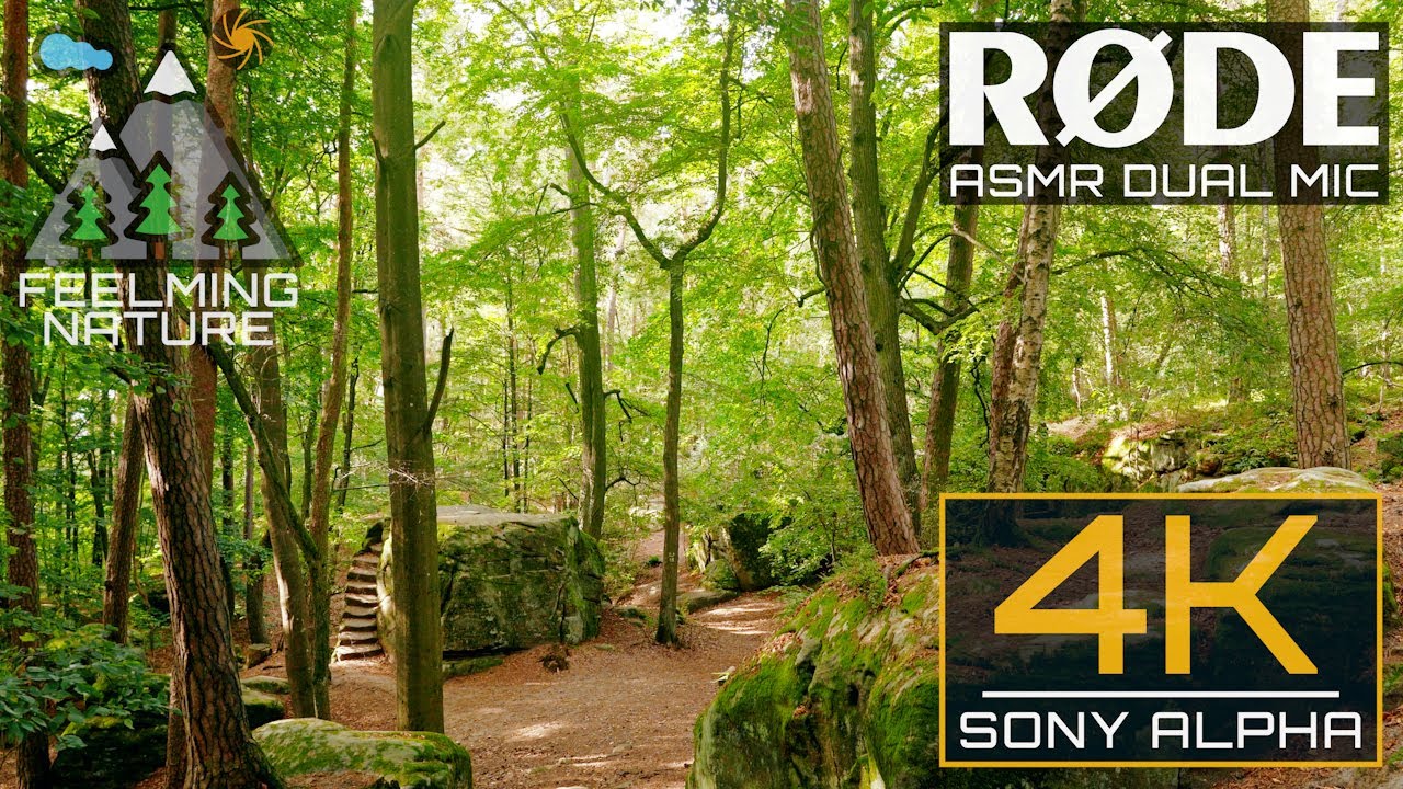 Virtual Hike | Ancient German Forest with huge Bedrocks | 