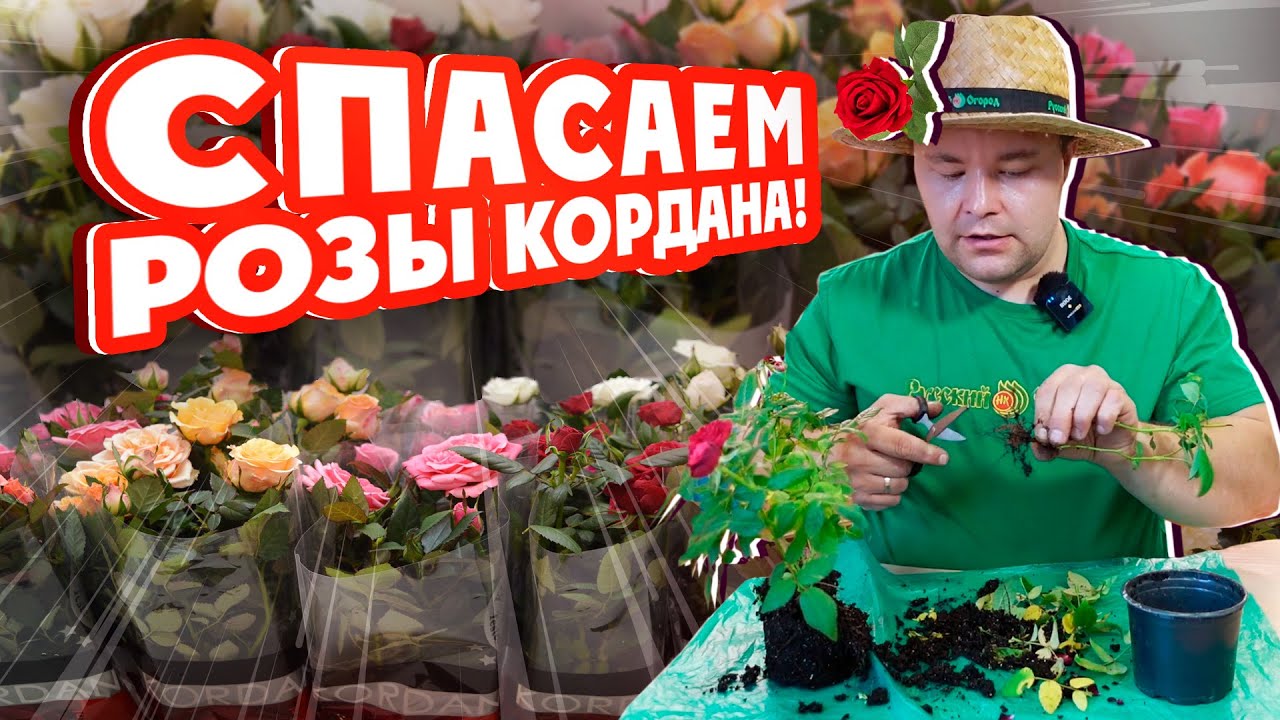 СПАСАЕМ #РОЗЫ КОРДАНА!