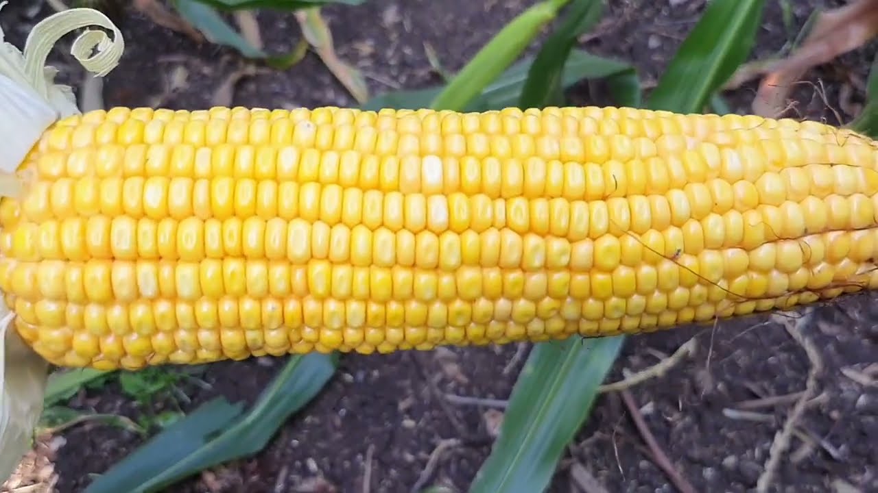 pioneer makka 3302 how to pioneer maize seeds pioneer 3302 makka
