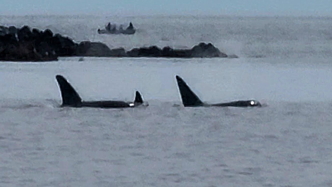 ORCAS. Nootka, Galiano, and Spouter. April/5/2025. Nanaimo District, Vancouver Island.