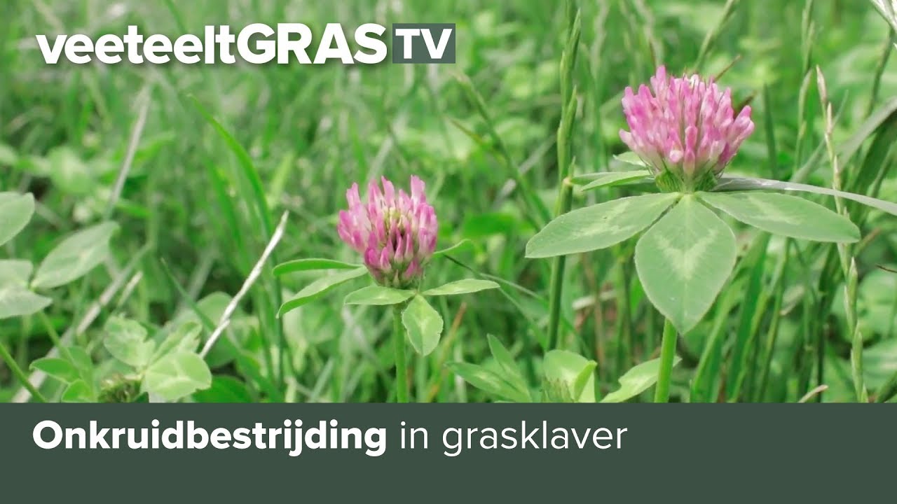 Onkruidbestrijding in grasklaver