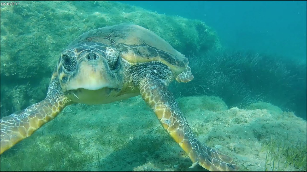 Insel Zakynthos Griechenland | Schnorcheln mit Schildkröte