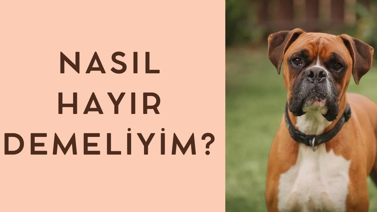 KÖPEĞİME NASIL HAYIR DEMELİYİM? KÖPEĞİME HAYIR'I ÖĞRETMEK İÇİN NELERE DİKKAT ETMELİYİM?