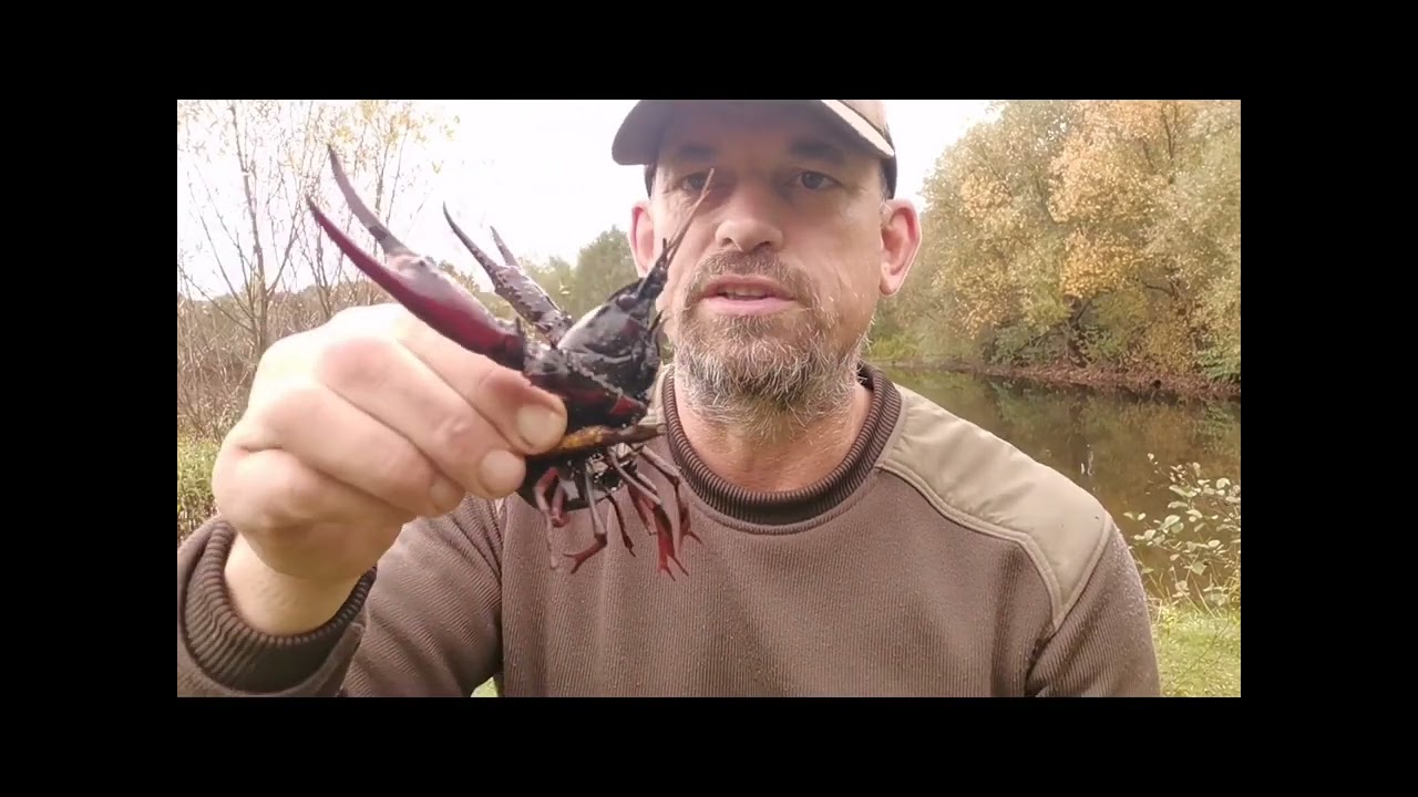 Pêche à l'écrevisse  de Louisiane en gravière