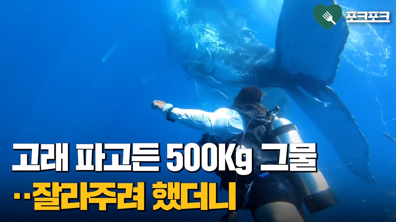 혹등고래 파고든 500Kg 그물&middot;&middot;&middot;잘라주려 했더니