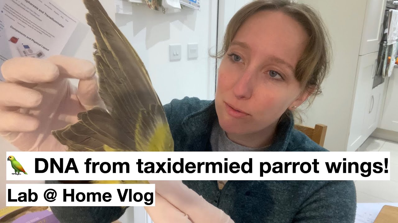 🦜 Extracting DNA from taxidermied parrot wings! (Lab @ Home)