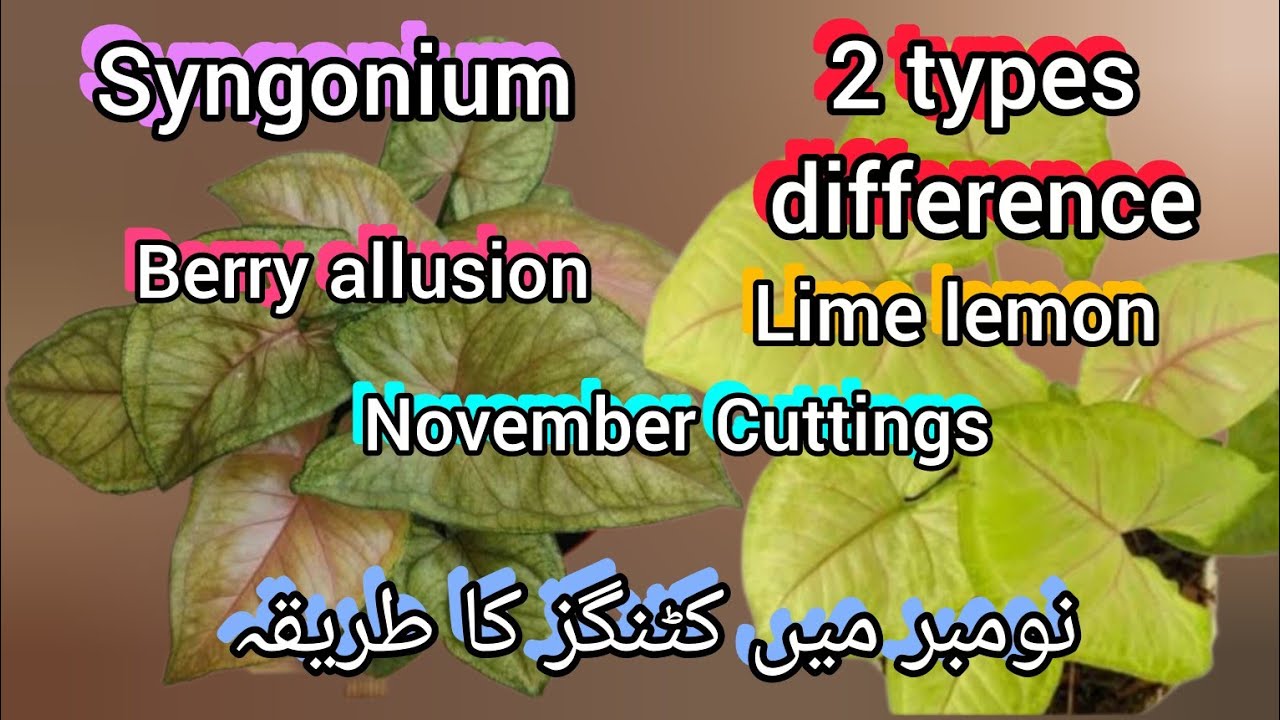 Syngonium lime lemon and Berry allusion cuttings propagation in November//Bloom with SI 