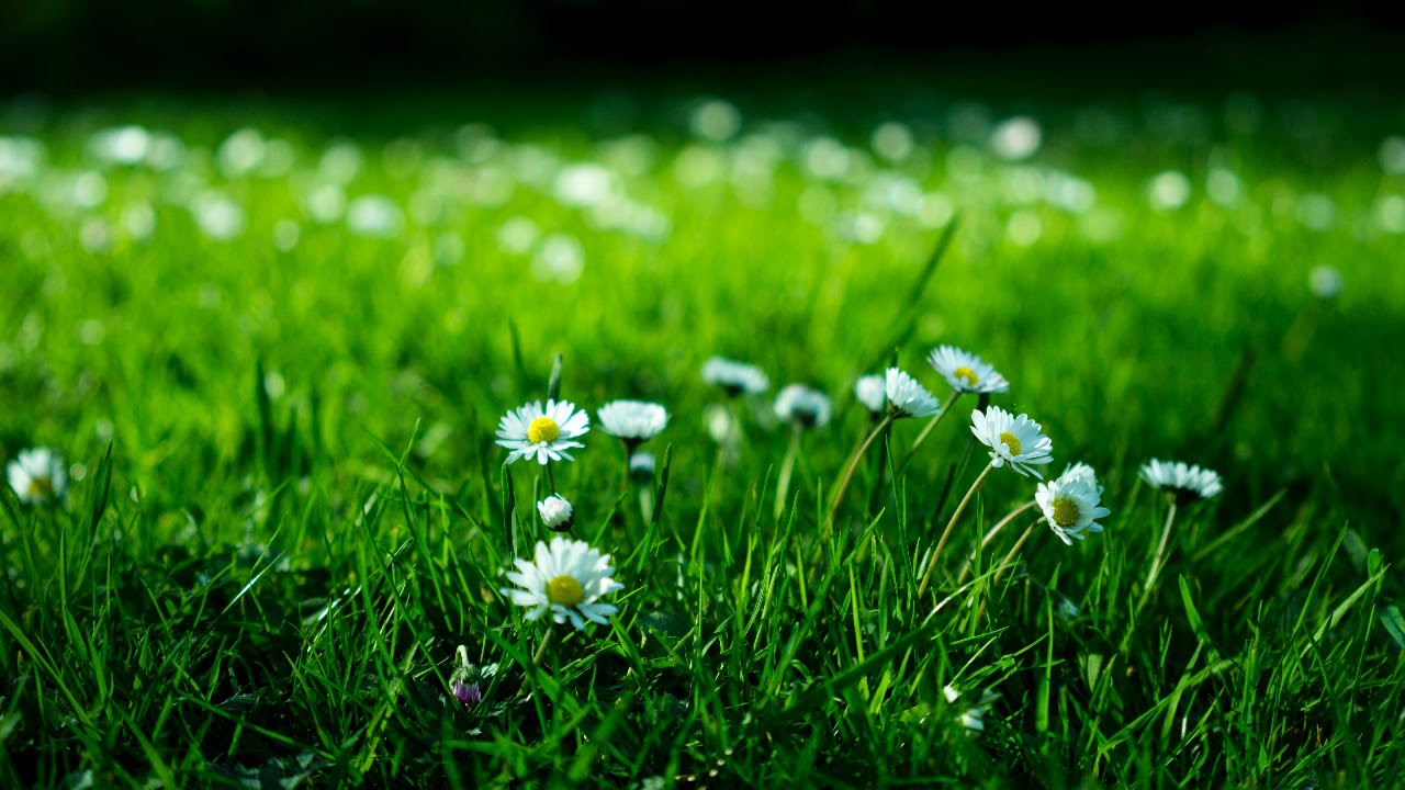 3 Hours Of Relaxing Bird Noise/Garden Noise