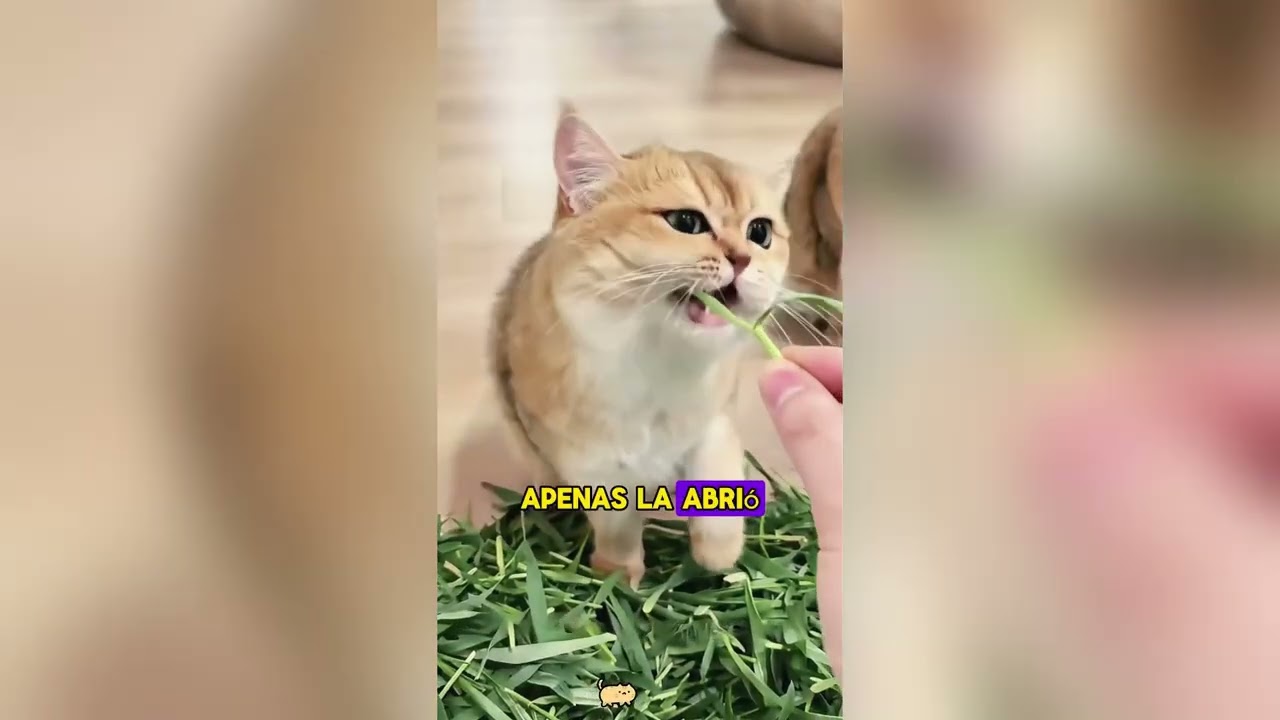 Amigos Animales Adorables p2 #funnyvideo #cute #pets #love 