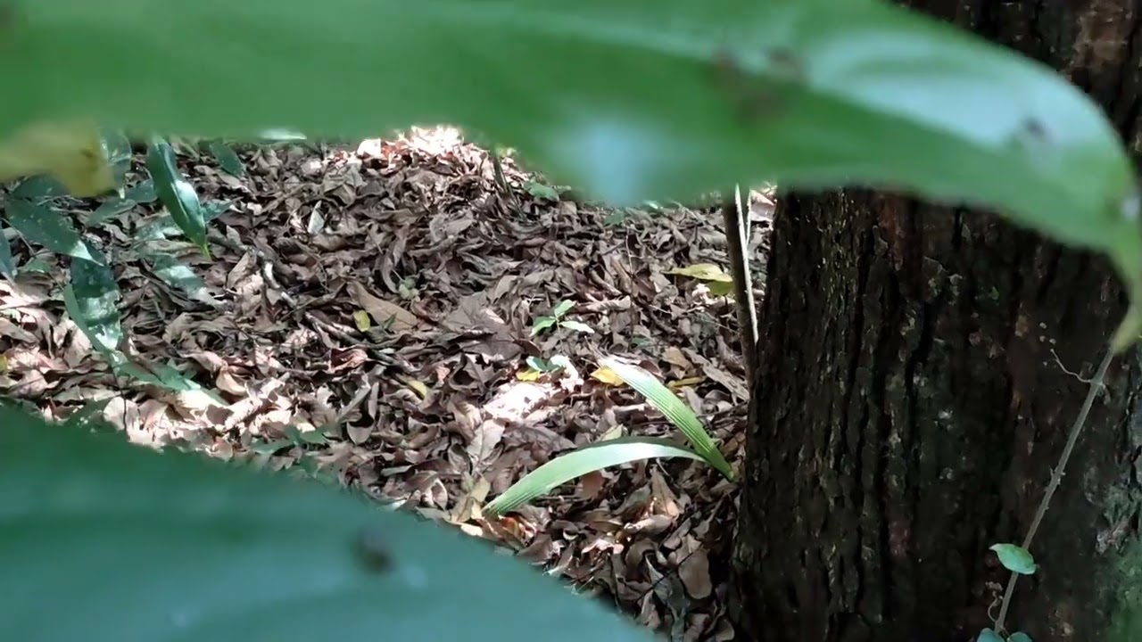 Revisão de fevereiro de 2026