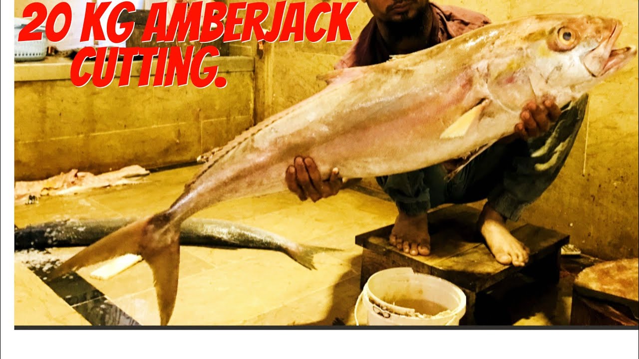 20 kg giant amberjack fish cutting