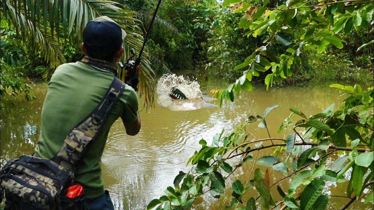 MELEDAK! Niat mancing ikan gabus umpan di sambar toman pak | Casting gabus toman