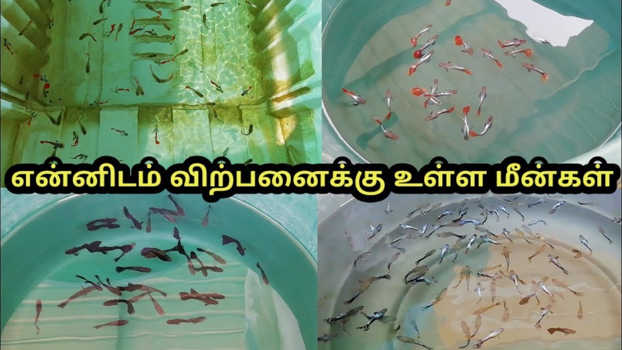 என்னிடம் விற்பனைக்கு உள்ள மீன்கள்|ExoticGuppy|All In Our Fishes|Sales Video|Aquarium#petslovechannel