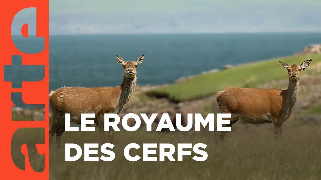 Sur l'île de Rùm, les cerfs écossais sont rois | Invitation au voyage | ARTE