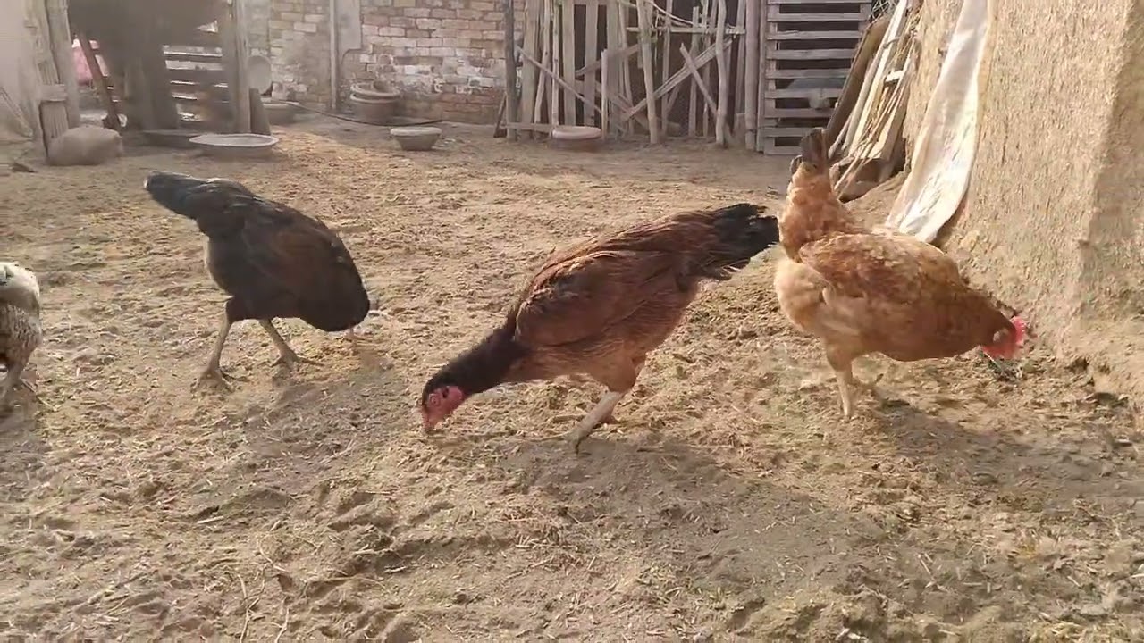 Colorful Desi Aseel & Misri Golden Chickens Feeding in Village Courtyard || Peaceful Rural Life