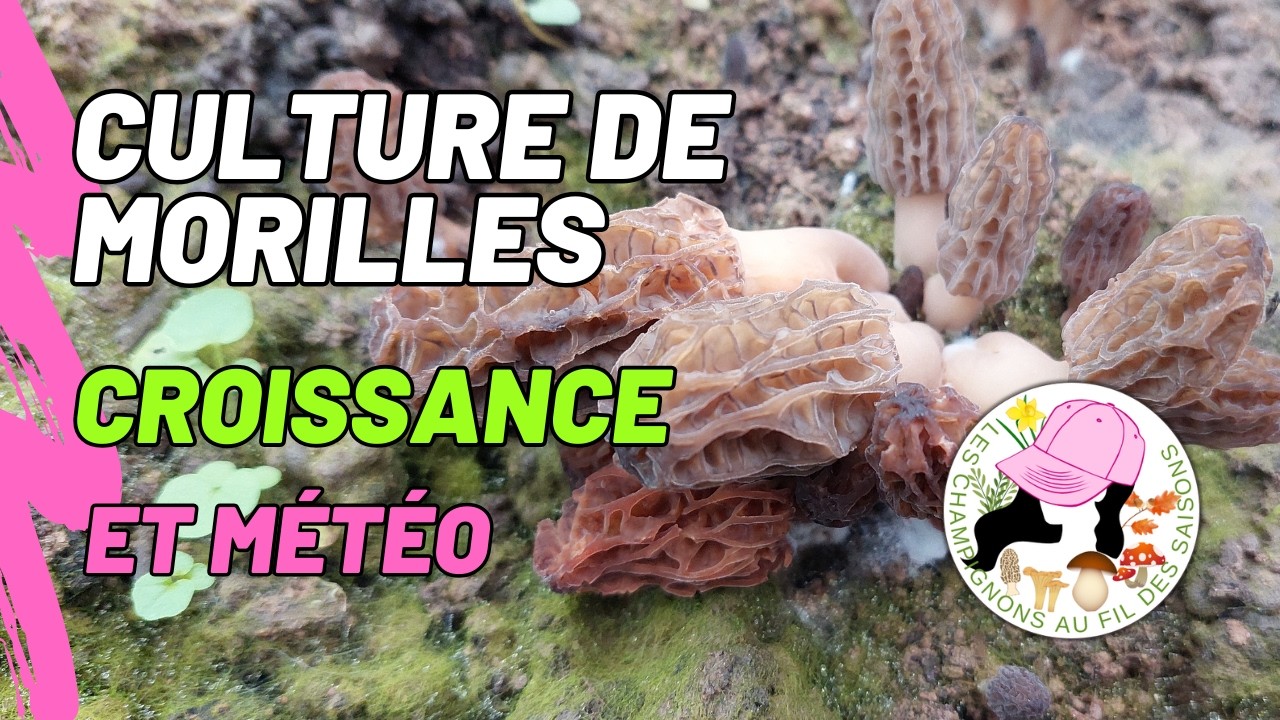 Culture de morilles chez soi : La croissance et les conditions météo, 25/02/2026 et 01/03/2026