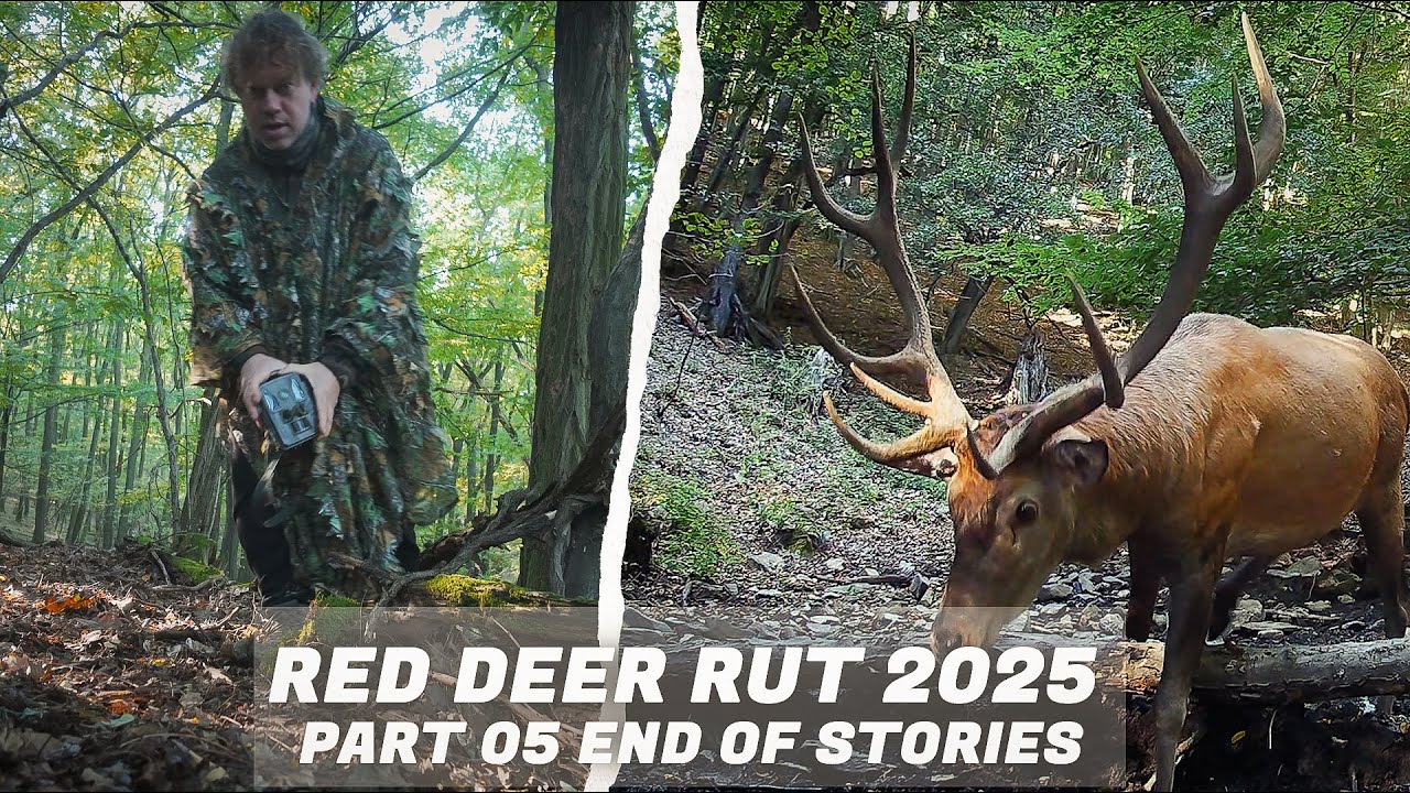 Red DEER Rut 2025 - part 05 End of stories