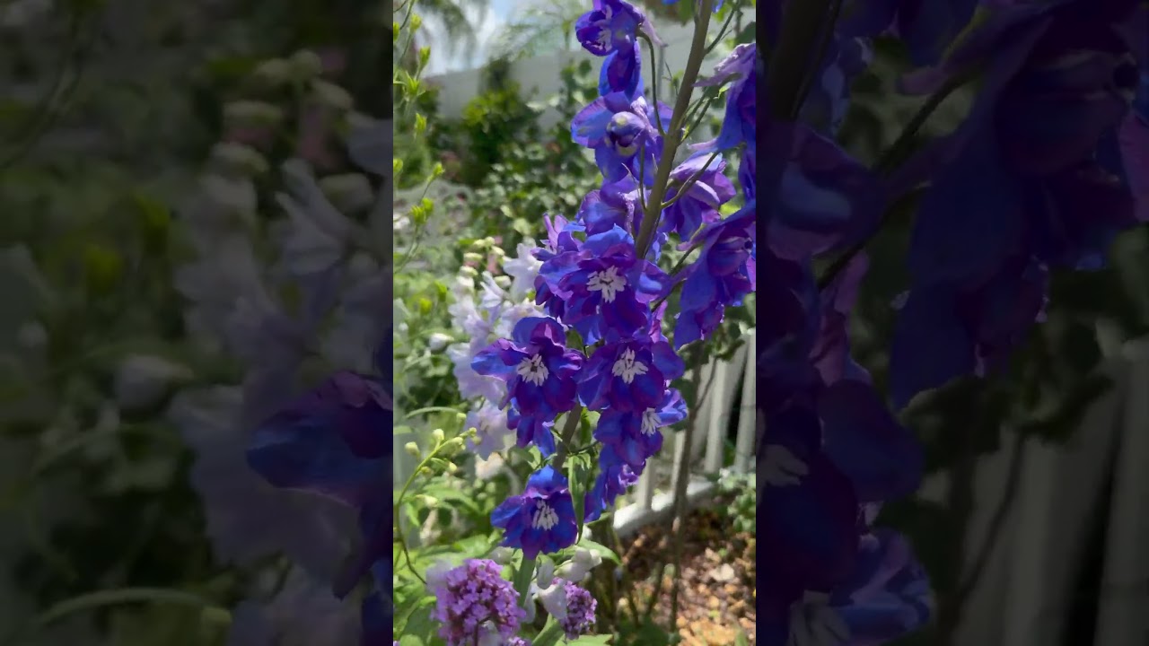Purple/blue are my favorite.💜💙💜#cottagegarden #garden #spring #zone10a #blue #purple #flowers