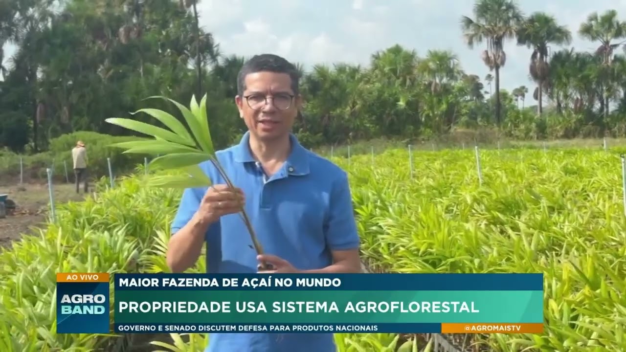 Maior fazenda de açaí no mundo: Propriedade usa sistema agroflorestal
