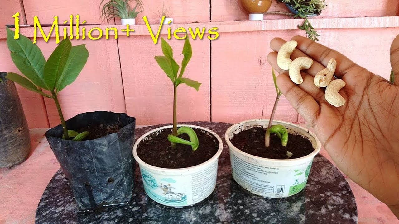 How to grow Cashew tree from seed at home; काजू घर पे भी ऊगा सकते हैं आसानी से : Fast & Easy