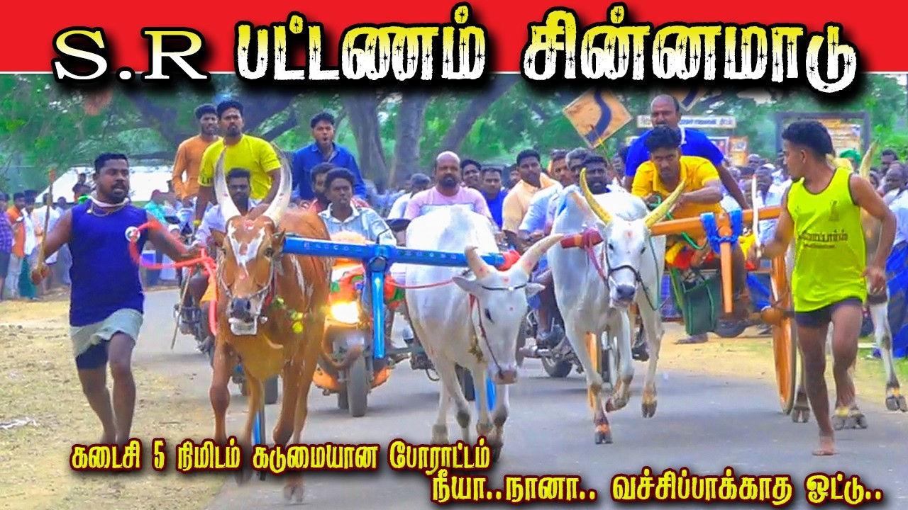 S. R பட்டணம் சின்னமாடு 11/02/2026