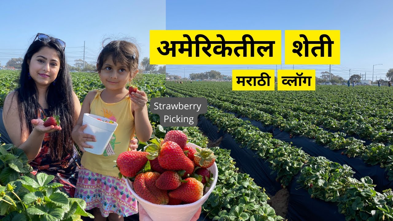 चला बघूया कॅलिफोर्नियातील शेती आणि सिया ची मजा | Strawberry Picking in California | मराठी vlog