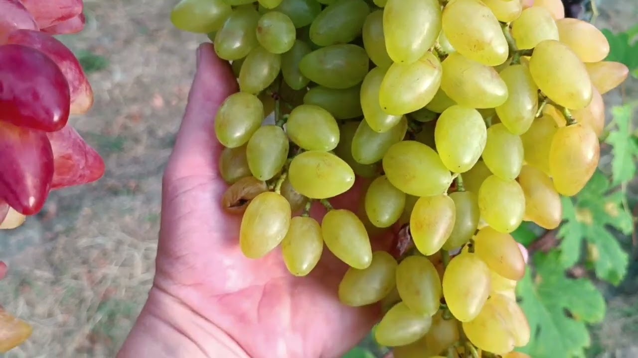 Csemegeszőlő,,Top 8 a kertekben,,,🍇🍇🍇🌞