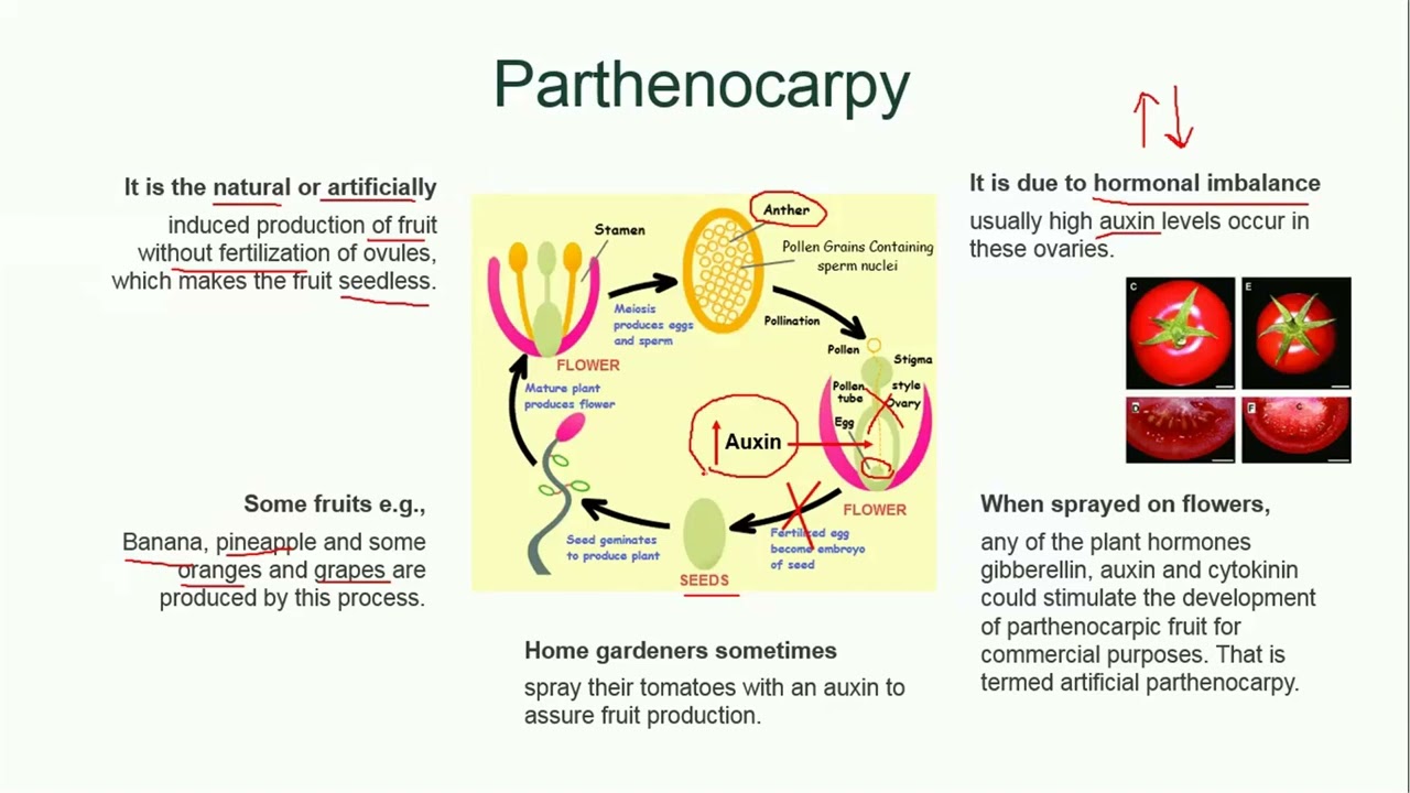 Parthenocarpy | Plant Reproduction | Biology