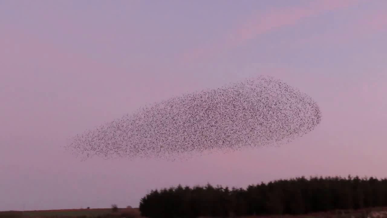 Starlings Over Trewellard, Cornwall. Music; Raven And Dove By Ian Gower
