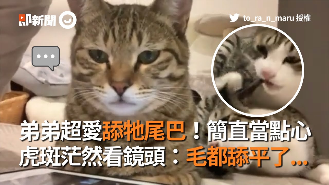 弟弟超愛舔牠尾巴！簡直當點心　虎斑茫然看鏡頭：毛都舔平了...│寵物│貓咪｜猫｜ねこ│Pet│Cat│Kitten