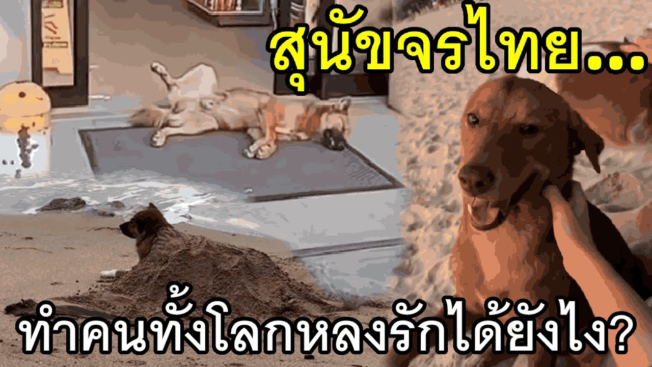 สุนัขจรไทย…ทำคนทั้งโลกหลงรักได้ยังไง?