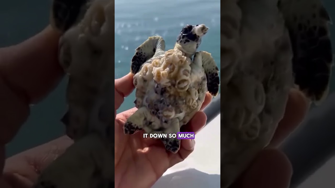 This Turtle Couldn&rsquo;t Swim&hellip; Until This Happened 🐢💚 #seaturtlerescue  #oceanheroes  #wildliferecovery