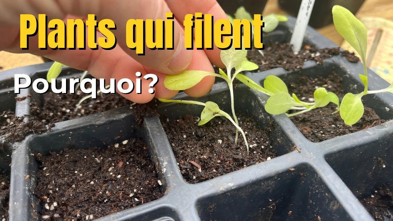 Les semis qui filent ? Pourquoi ?