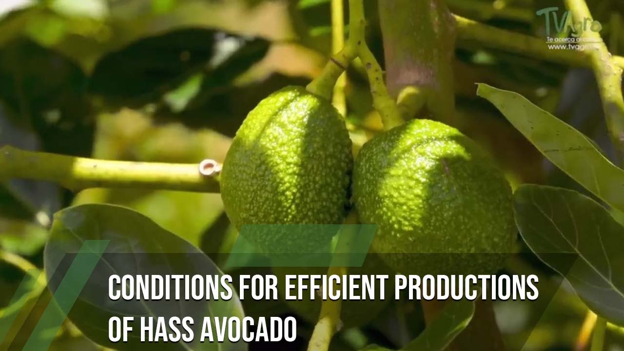 Conditions for efficient Hass avocados