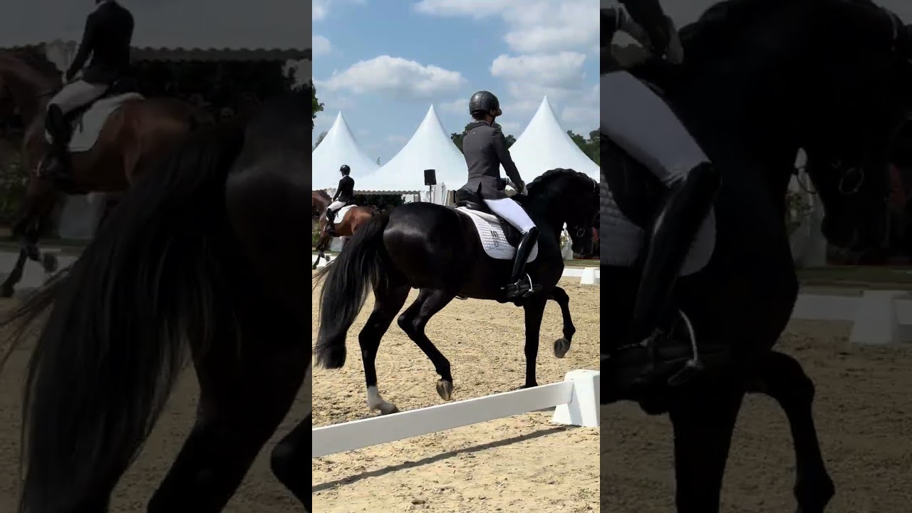 Beck's in black (Beck's x Londonderry) | Hannoveraner Championat 3j. Hengste 2025 in Verden