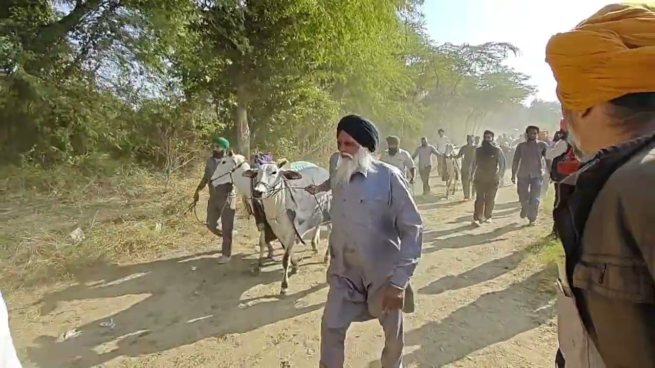 ਅੱਜ ਦੇਖੀ ਪਿੰਡ ਧਮੋਟ ਬਲਦਾਂ ਦੀ ਖੇਡ 🤗✌️